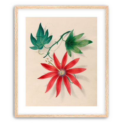 Red bloom on green vine