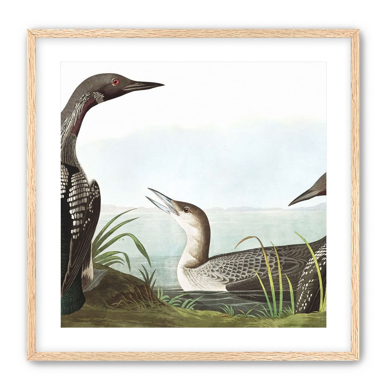 Black Throated Diver