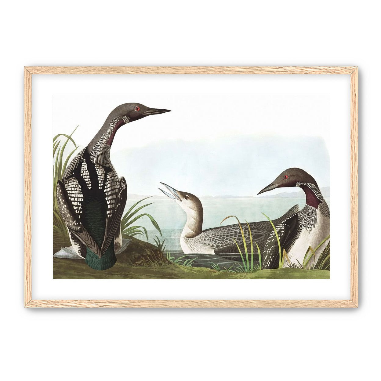 Black Throated Diver