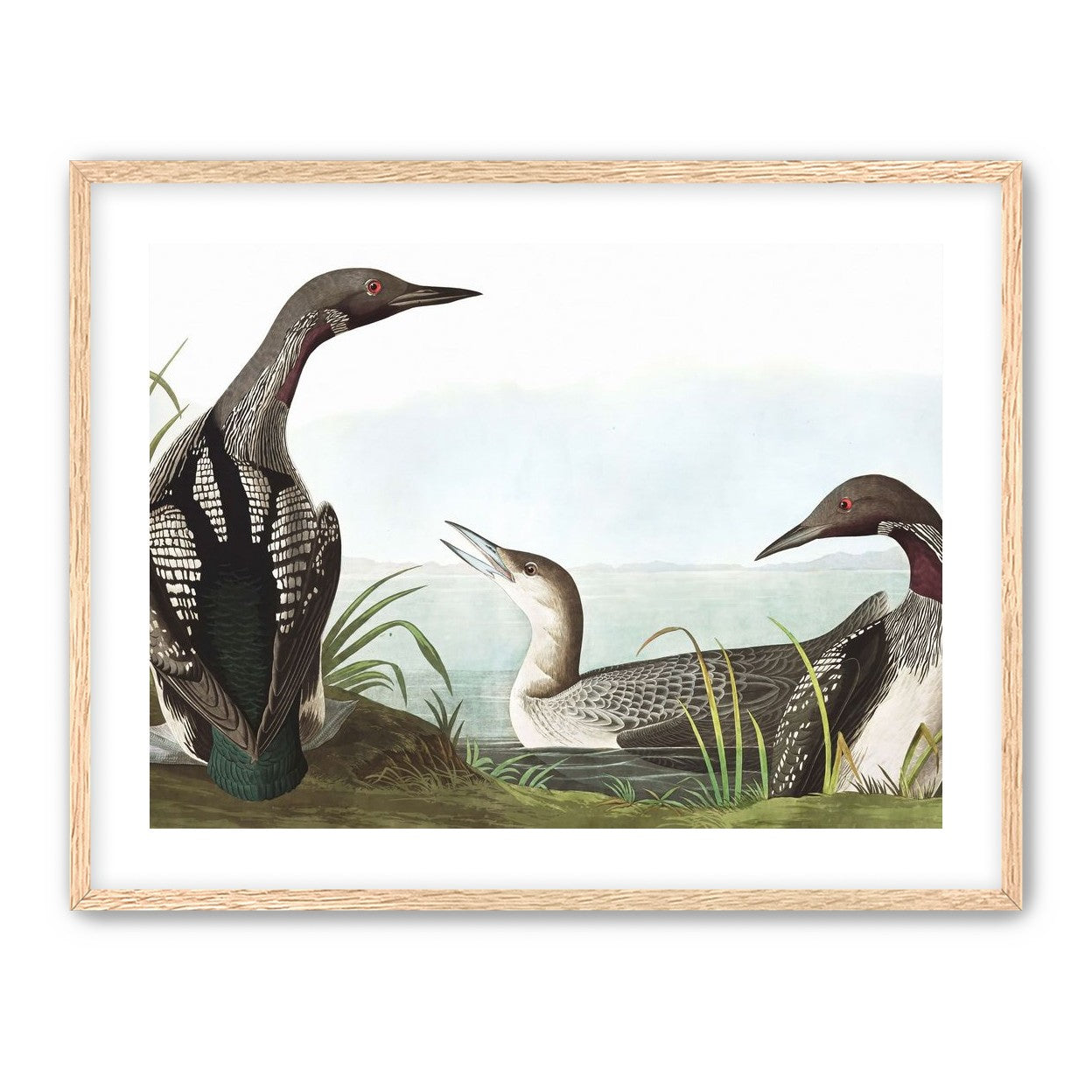 Black Throated Diver