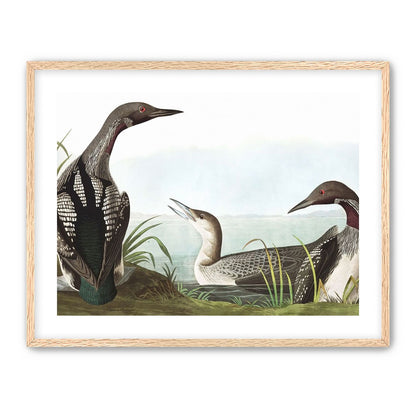 Black Throated Diver