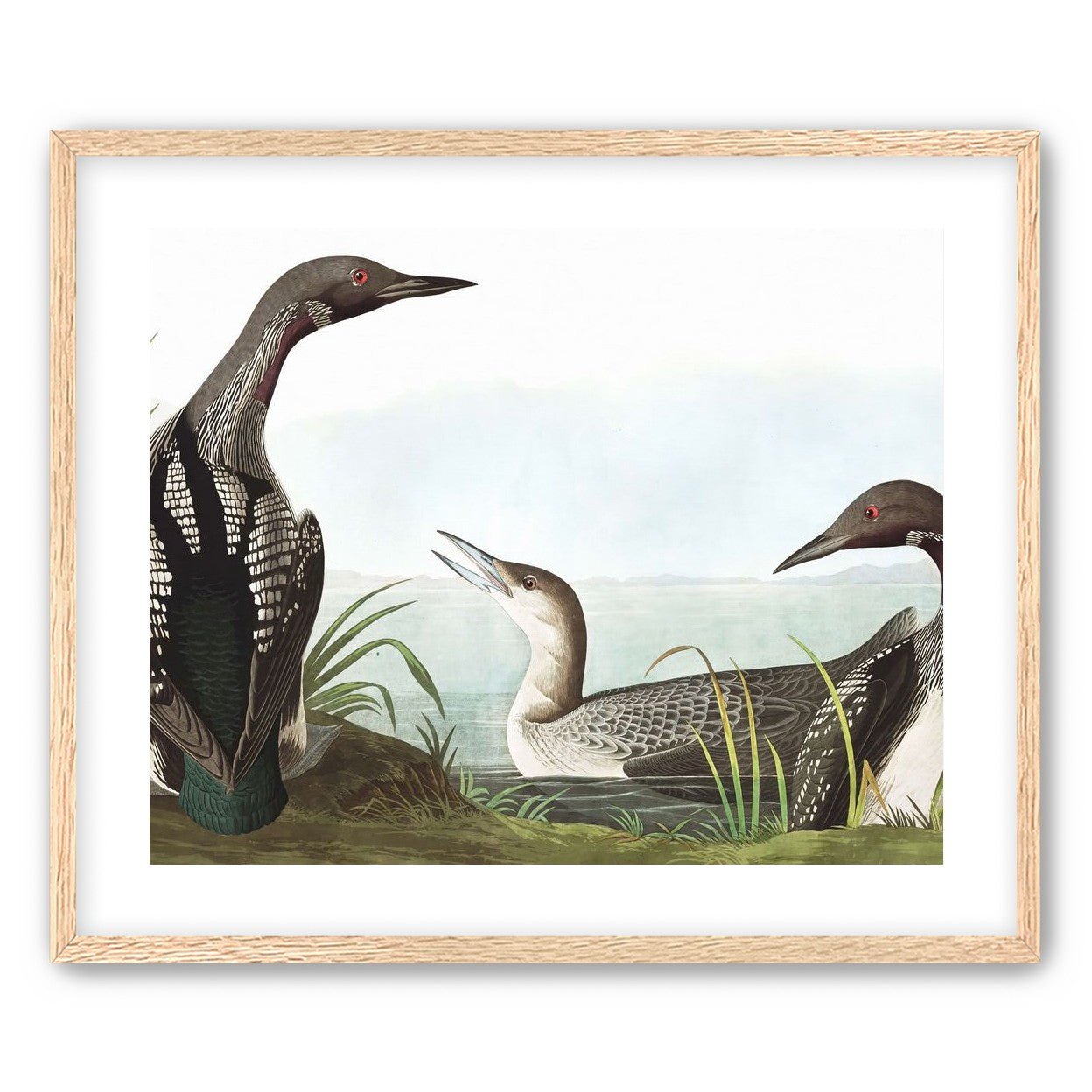 Black Throated Diver