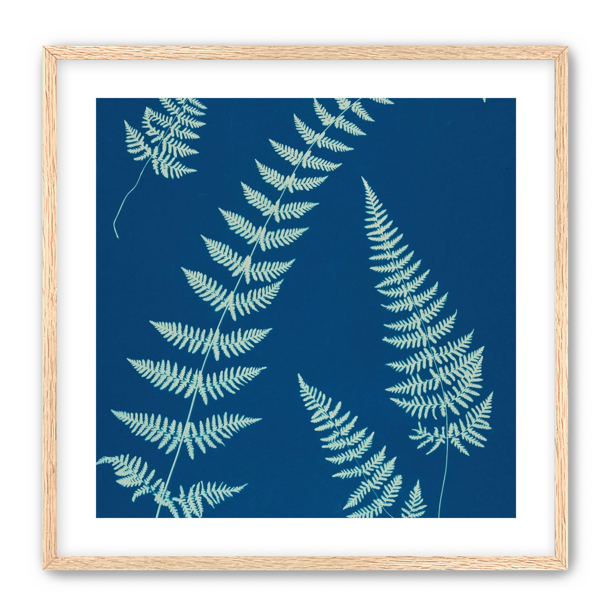 Fern shadows in blue