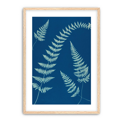 Fern shadows in blue