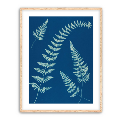 Fern shadows in blue