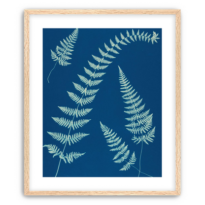 Fern shadows in blue