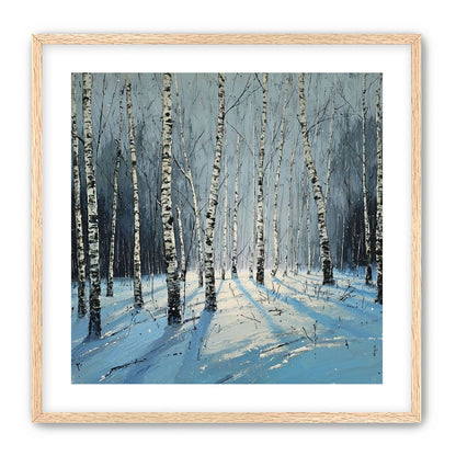 Birch Trees in Winter Light