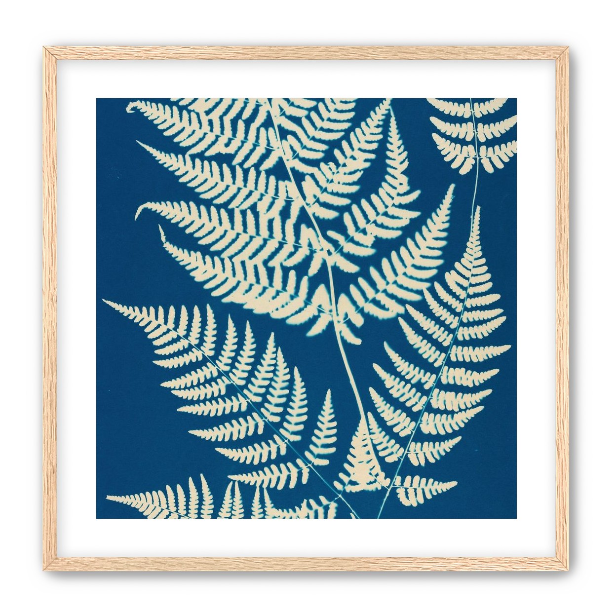 Ferns crossing blue field