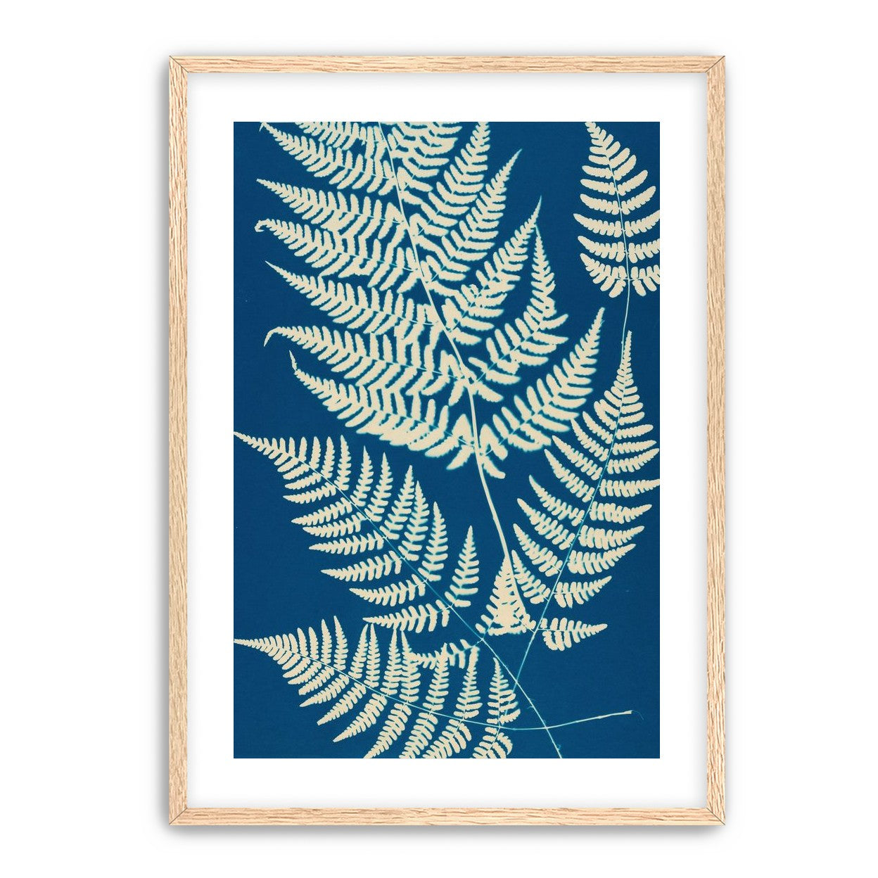 Ferns crossing blue field
