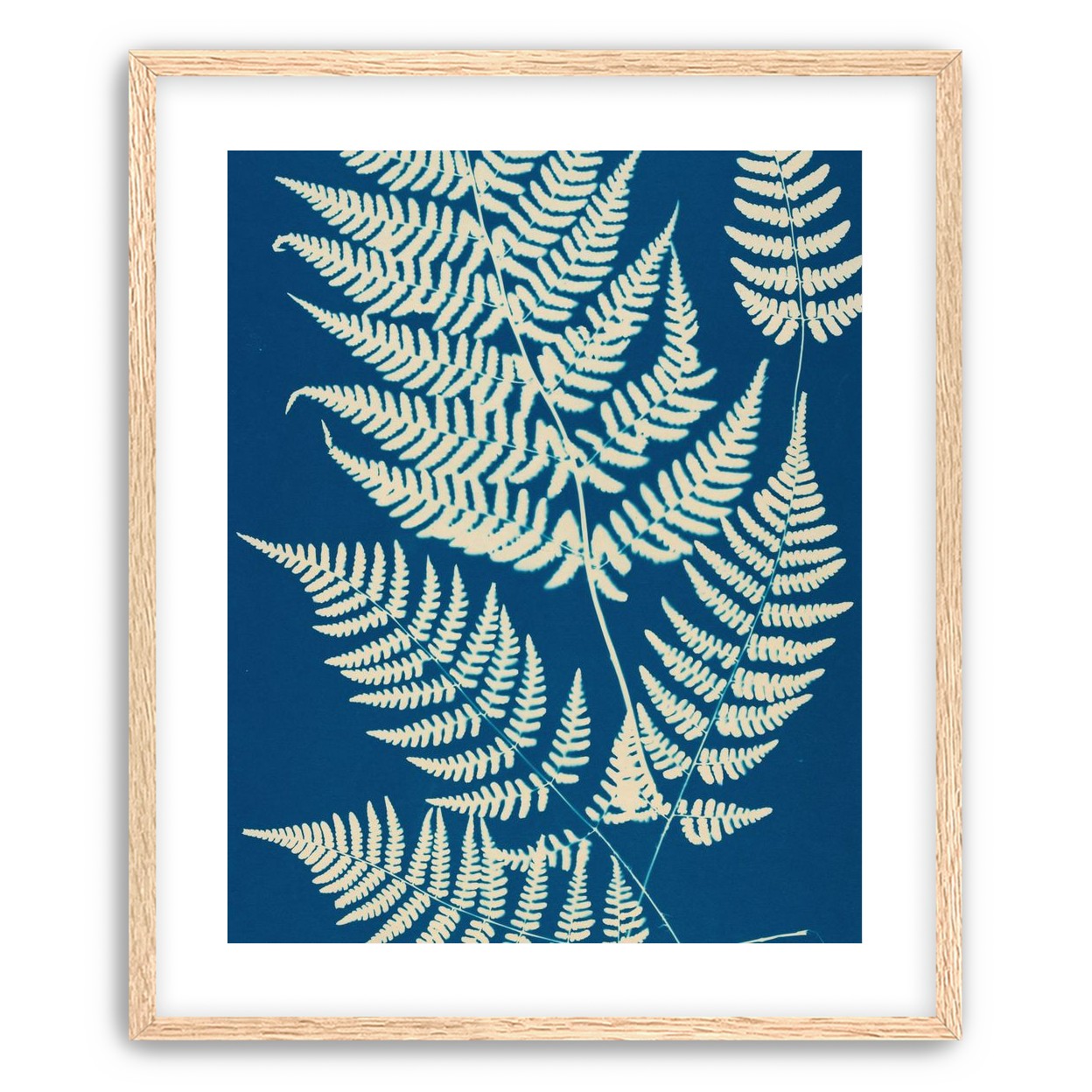 Ferns crossing blue field