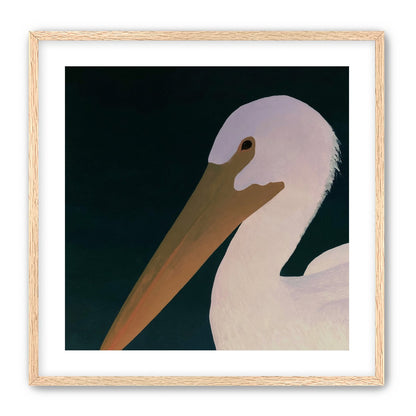 White pelican in stillness