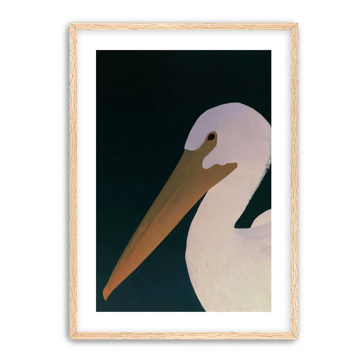 White pelican in stillness