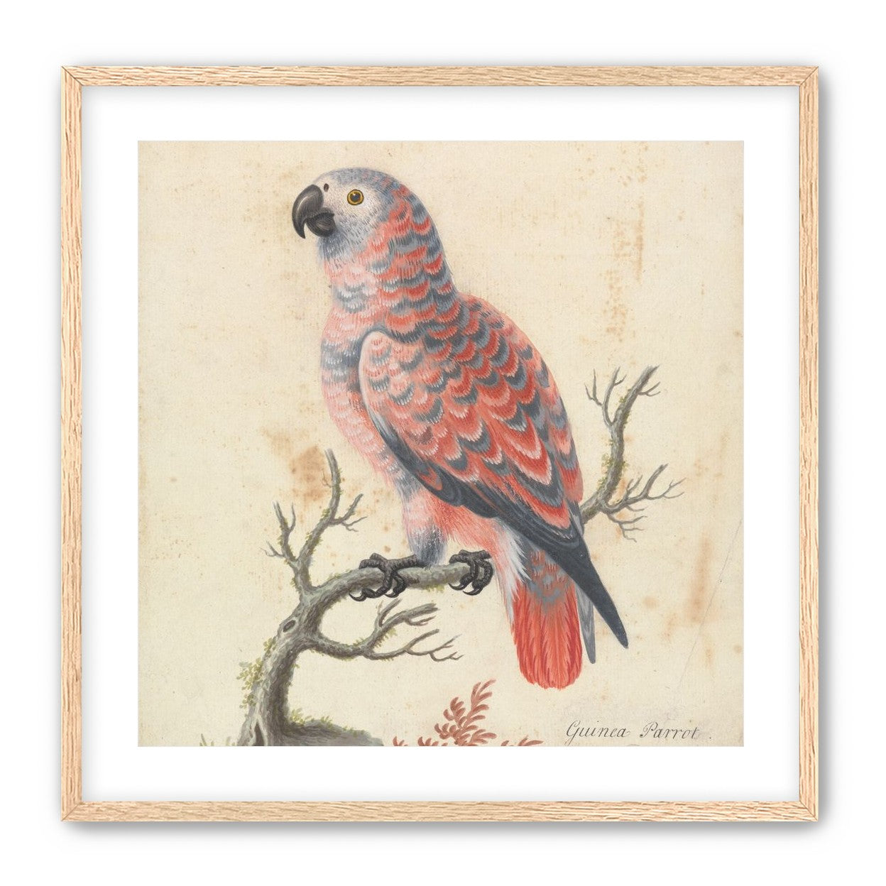 Parrot among bare branches