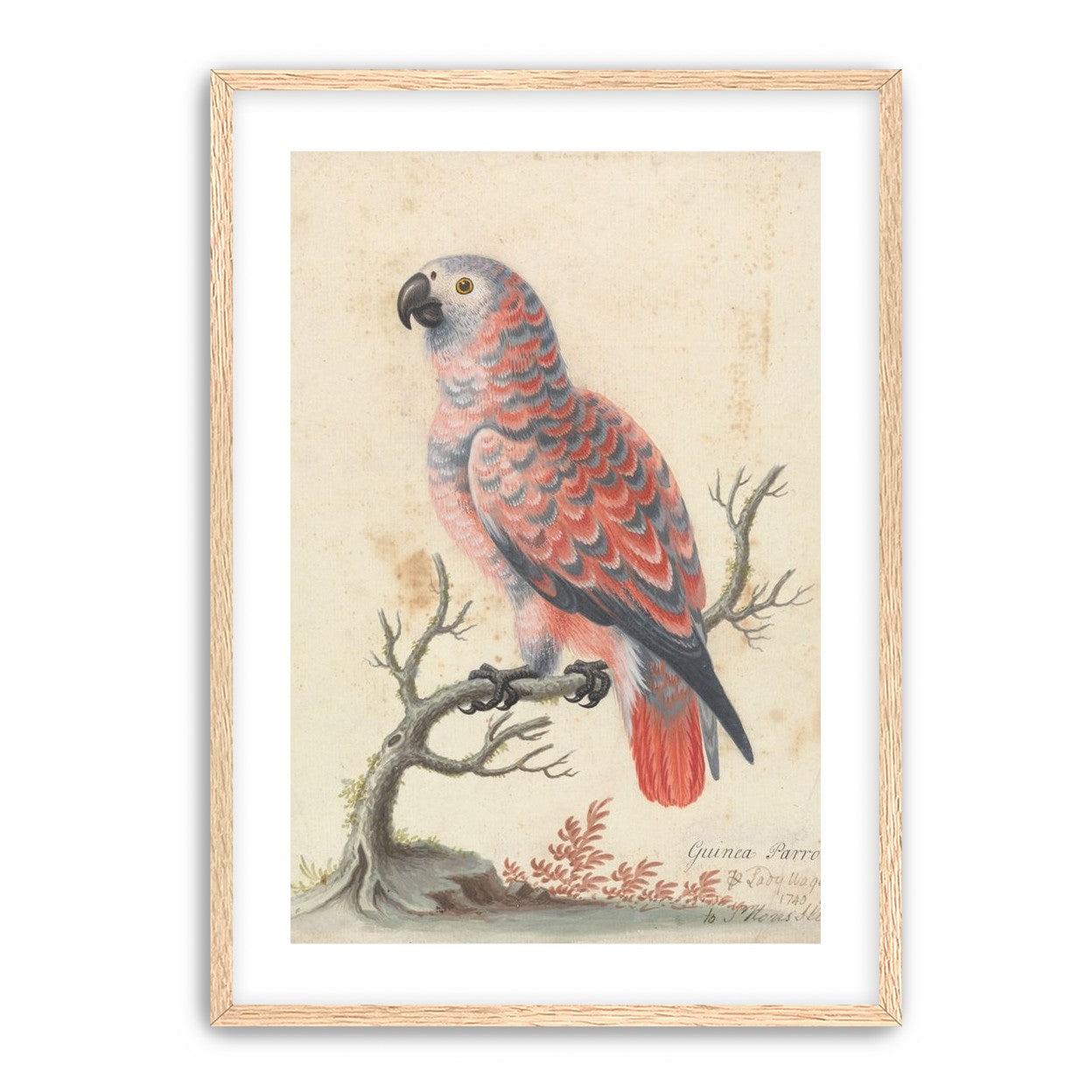Parrot among bare branches