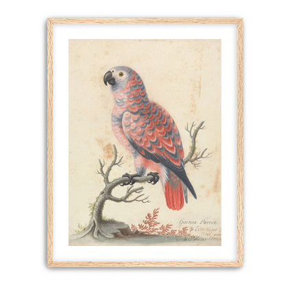 Parrot among bare branches