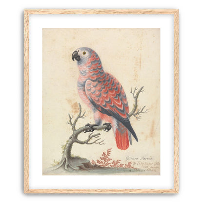 Parrot among bare branches