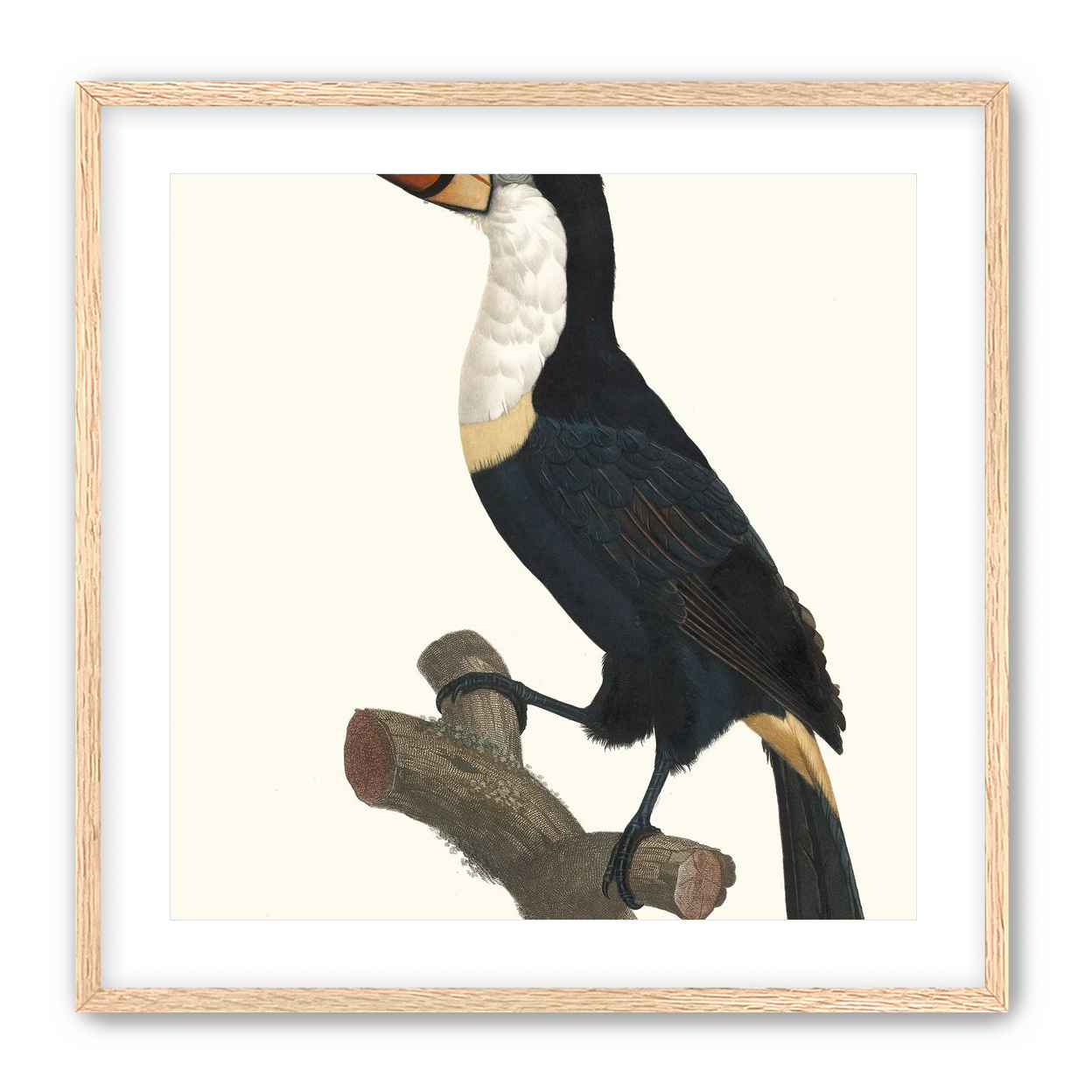 Hornbill on cut branch