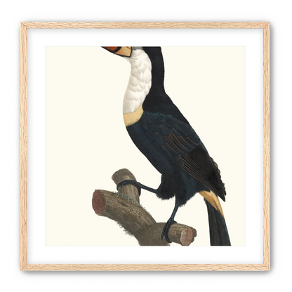 Hornbill on cut branch