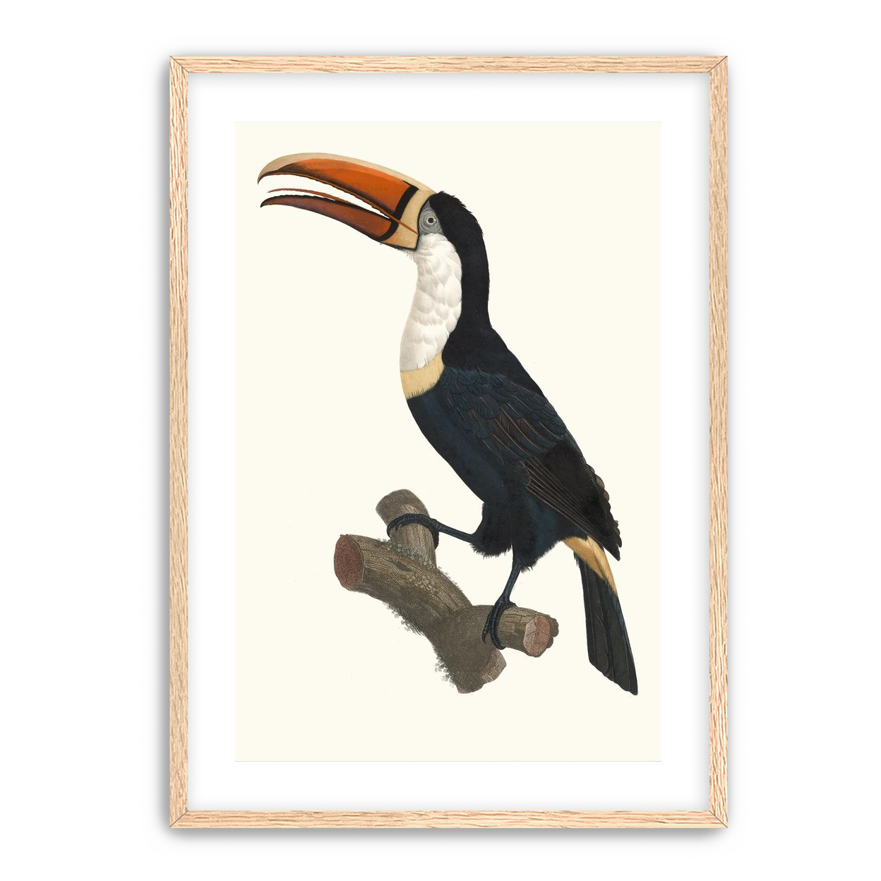 Hornbill on cut branch