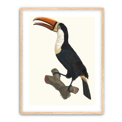 Hornbill on cut branch