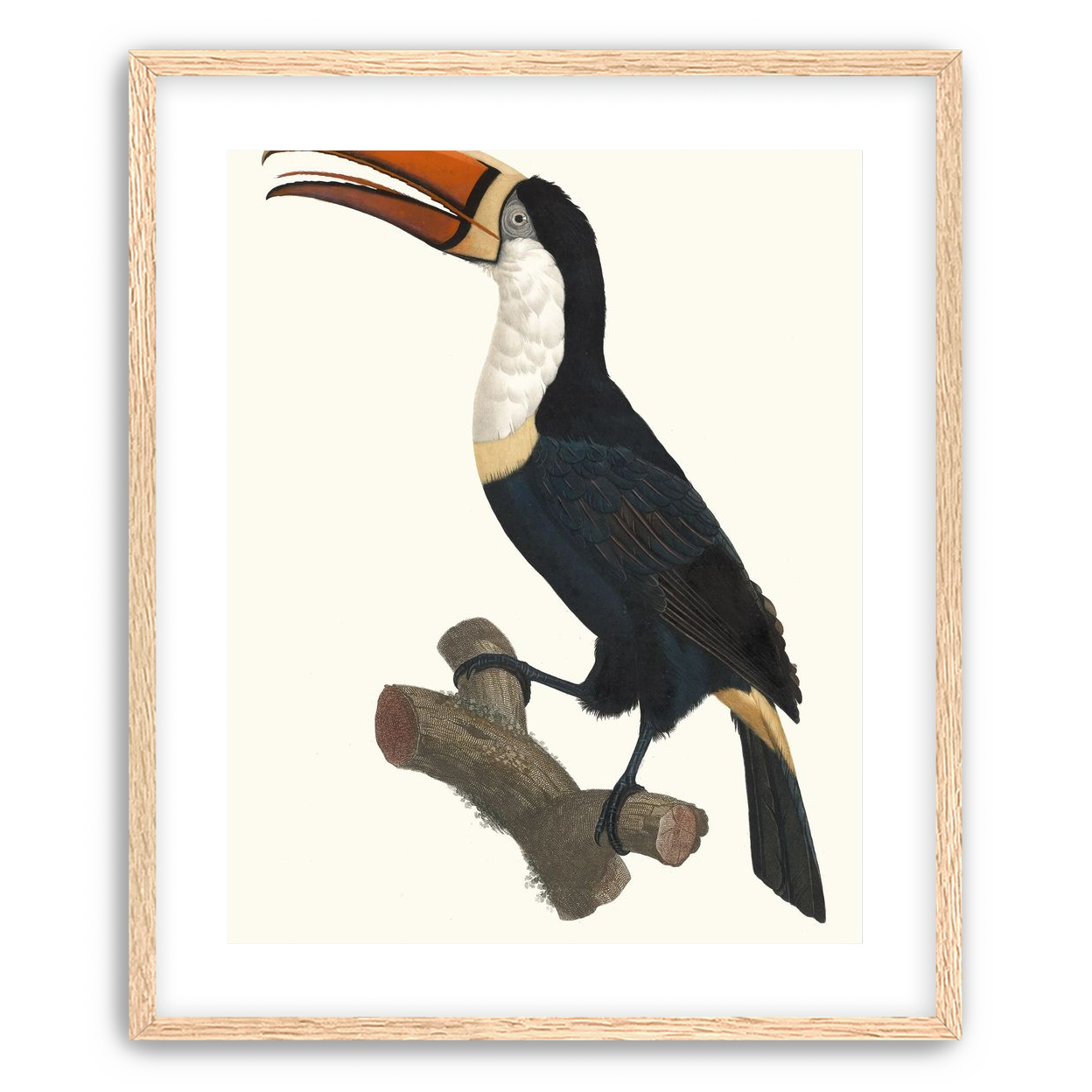 Hornbill on cut branch