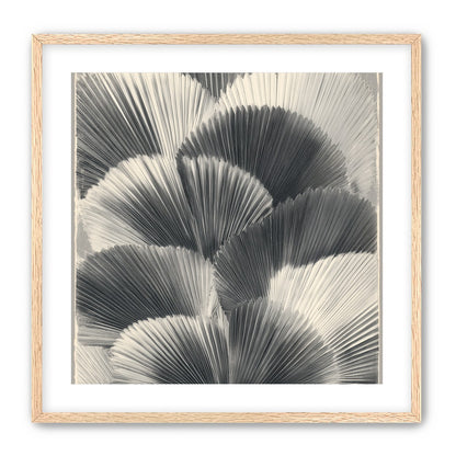 Ginkgo leaves in shadow