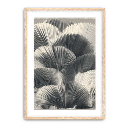 Ginkgo leaves in shadow