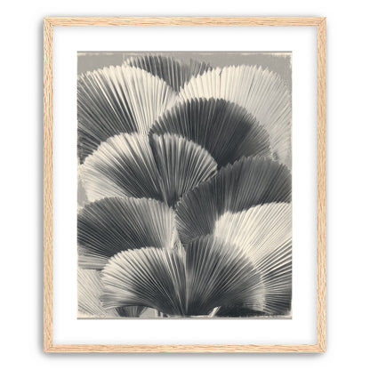 Ginkgo leaves in shadow