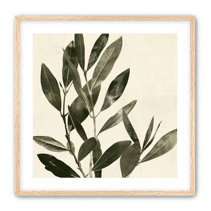 Dark leaves on pale field