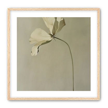 Cream petals in gray green air