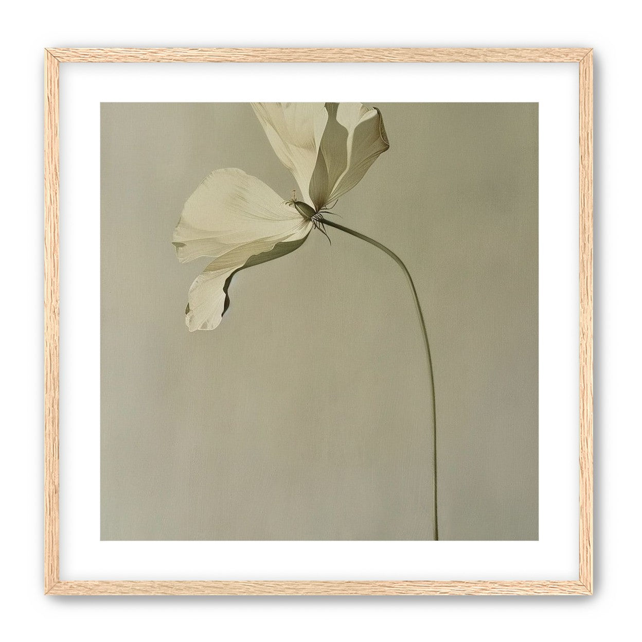 Cream petals in gray green air