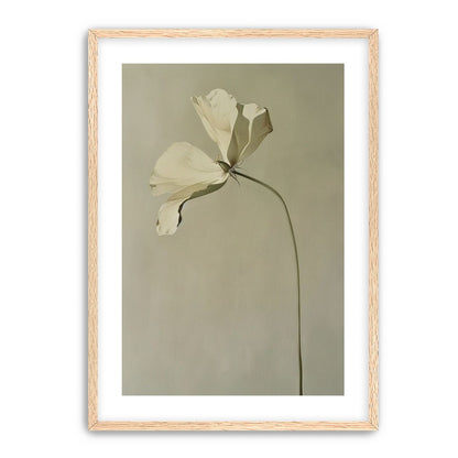 Cream petals in gray green air