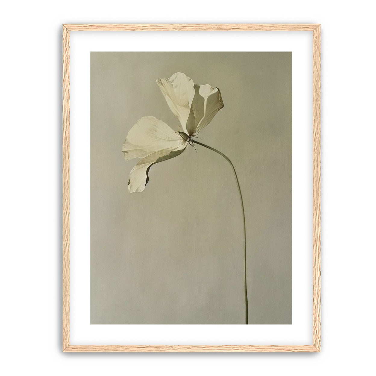 Cream petals in gray green air