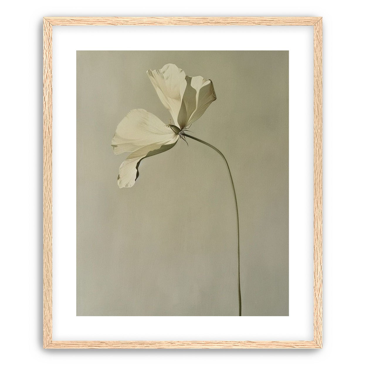 Cream petals in gray green air