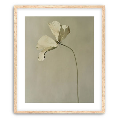 Cream petals in gray green air