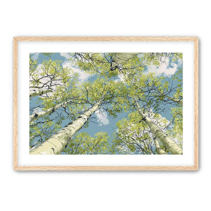 Aspen Canopy I