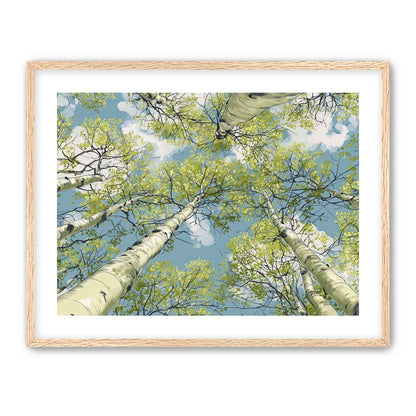 Aspen Canopy I