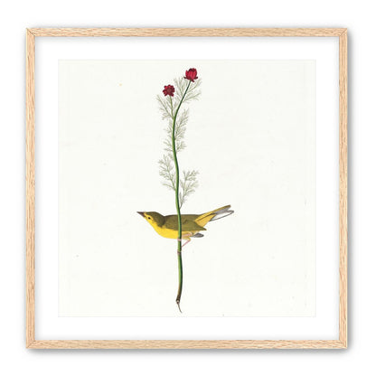 A yellow bird beneath red blooms