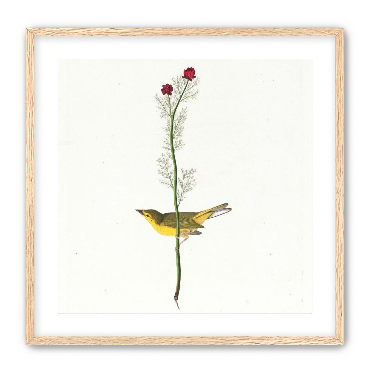 A yellow bird beneath red blooms