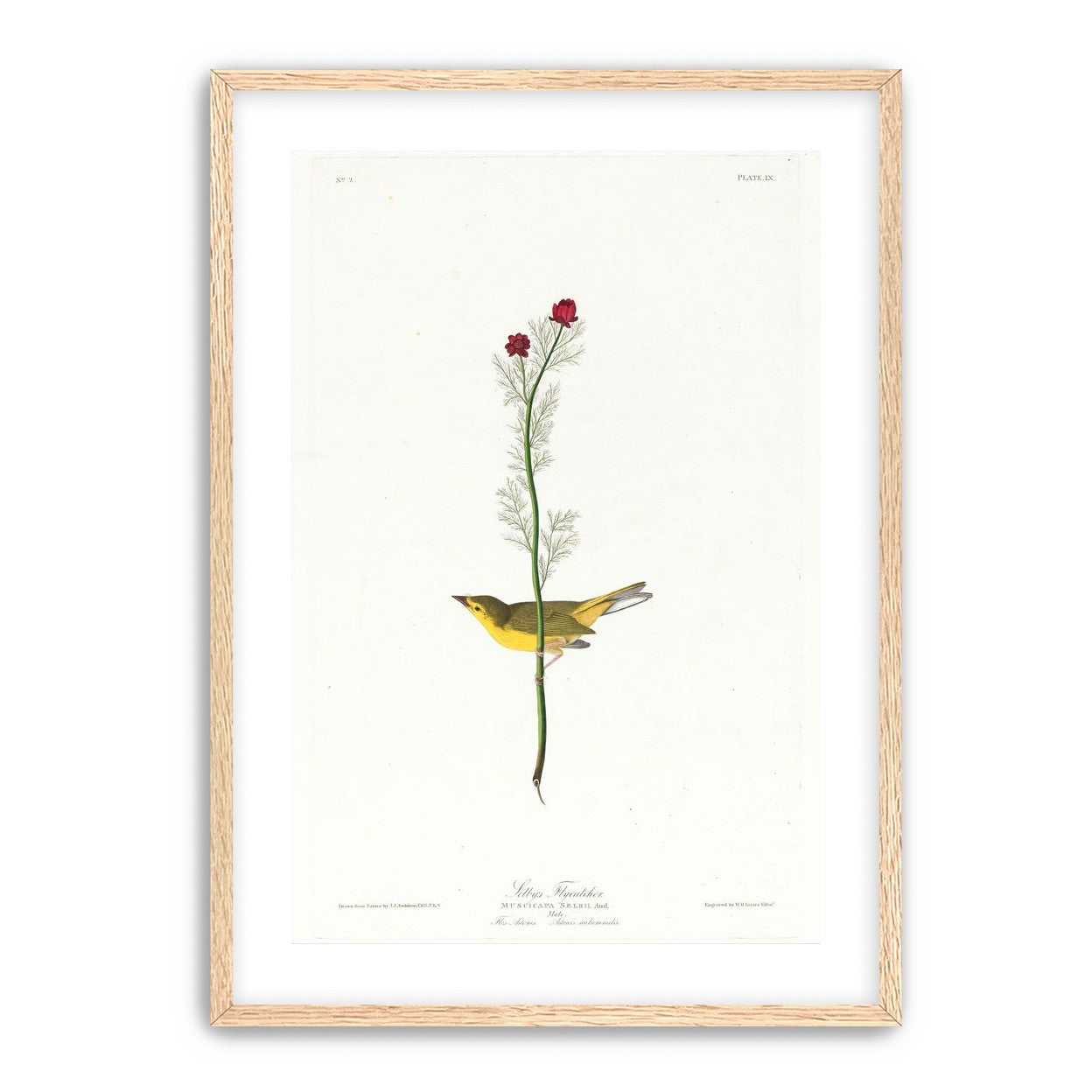 A yellow bird beneath red blooms