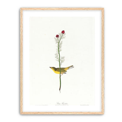 A yellow bird beneath red blooms