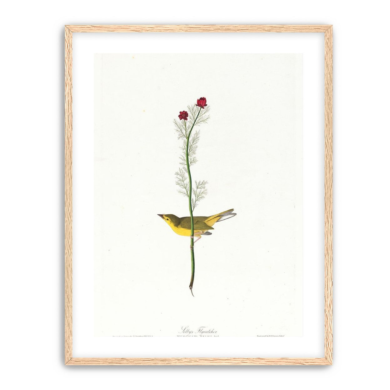 A yellow bird beneath red blooms
