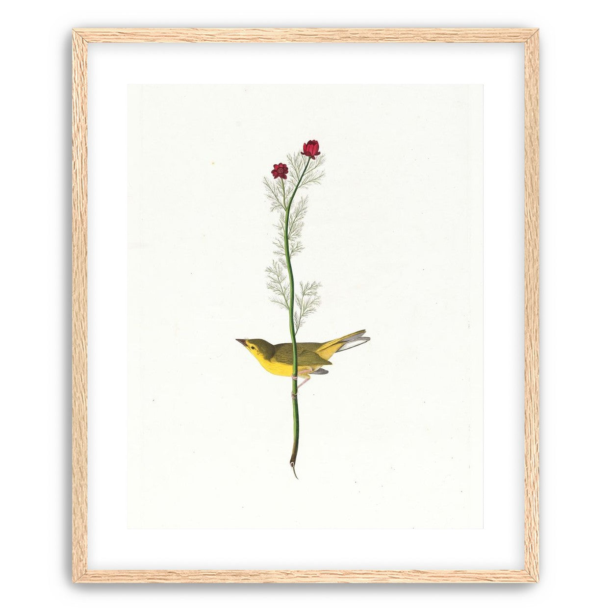 A yellow bird beneath red blooms