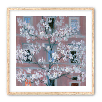White blossoms against the pink house