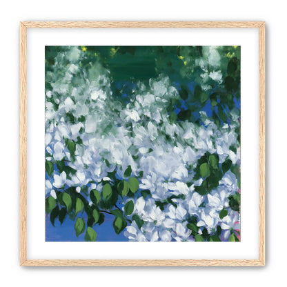 White blossoms over blue shade