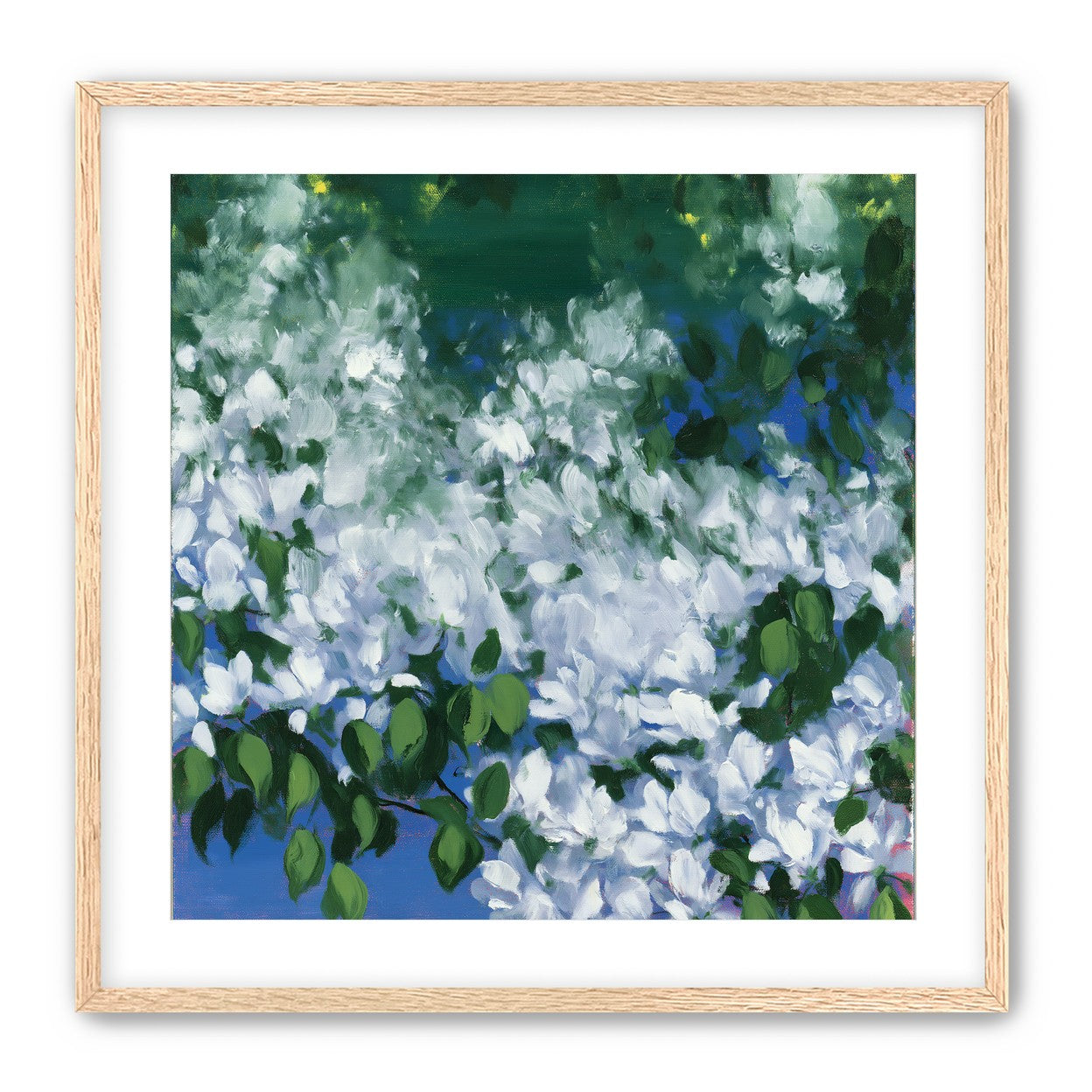 White blossoms over blue shade