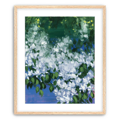White blossoms over blue shade