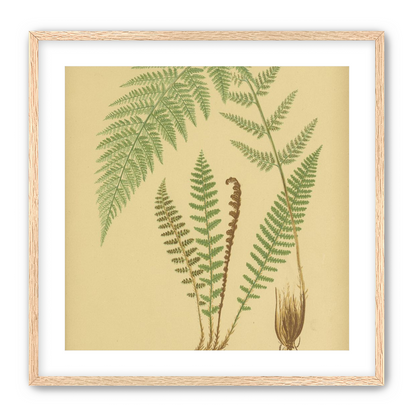 Fern fronds on tan paper