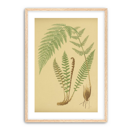Fern fronds on tan paper