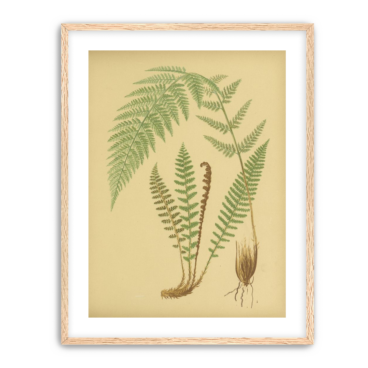Fern fronds on tan paper